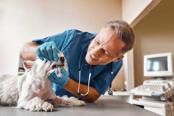 Best 24-Hour Emergency Dentist in Massanetta Springs, VA